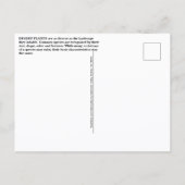 Carte Postale Desert Plants Postcard (Dos)
