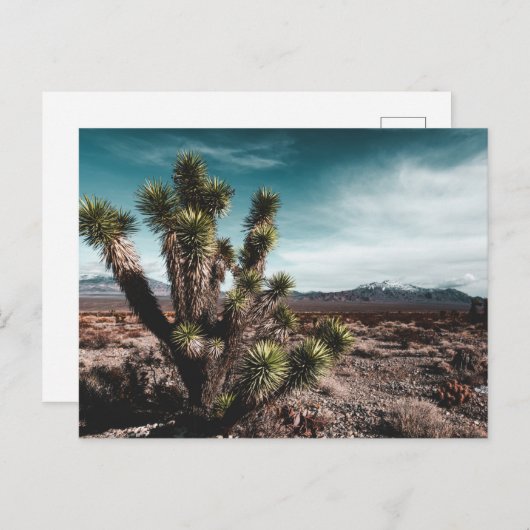 Carte Postale Deserts | Cholla (Devant / Derrière)