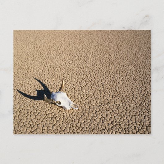 Carte Postale Deserts | Cow Skull on the Desert Ground (Devant)
