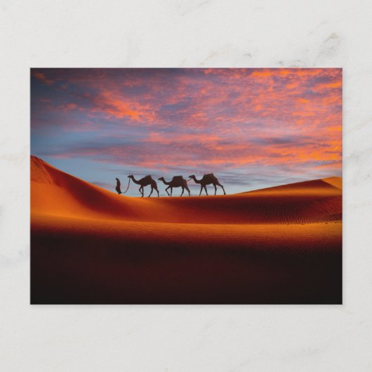 Carte Postale Déserts | Homme & Chameaux dans les Dunes de Sable (Devant)