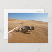 Carte Postale Deserts | Namaqua Chameleon in Desert (Devant / Derrière)