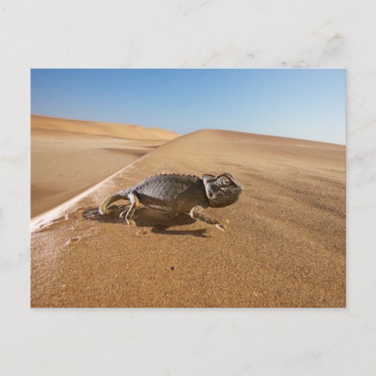Carte Postale Deserts | Namaqua Chameleon in Desert (Devant)