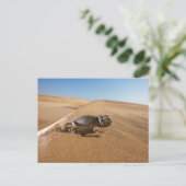 Carte Postale Deserts | Namaqua Chameleon in Desert (Debout devant)