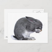 Carte Postale Désespoir du lapin (Devant / Derrière)