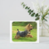 Carte Postale Design australien Silky Terrier (Debout devant)