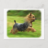 Carte Postale Design australien Silky Terrier (Devant)