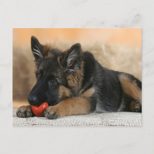 Carte Postale Design berger allemand chien (Devant)