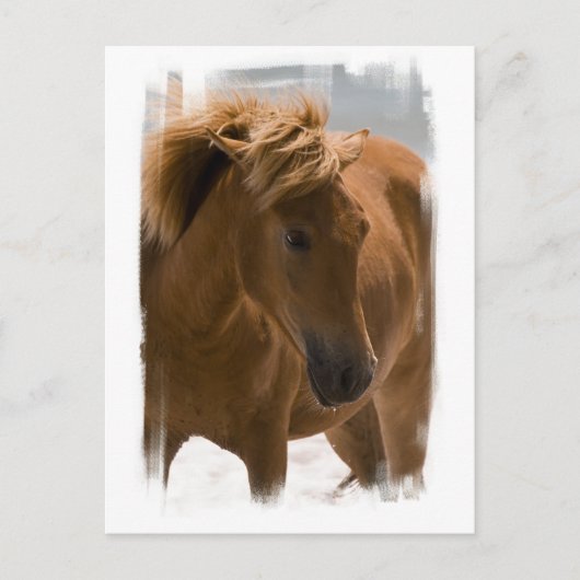 Carte postale Design Chestnut Horse (Devant)
