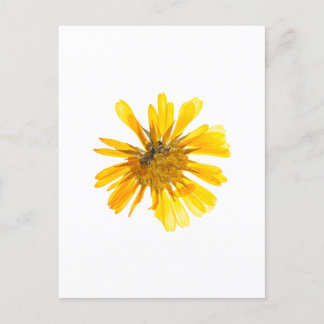 Carte Postale Design de fleurs jaunes