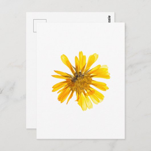 Carte Postale Design de fleurs jaunes (Devant / Derrière)