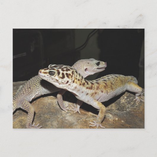Carte Postale Design de gecko Leopard pour tous les amateurs de  (Devant)