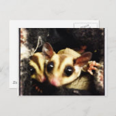 Carte Postale design de la photo de planeur de sucre (Devant / Derrière)