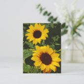 Carte postale design de tournesol jaune (Debout devant)