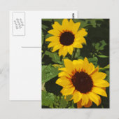 Carte postale design de tournesol jaune (Devant / Derrière)