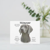 Carte Postale Design historique Weimaraner (Debout devant)