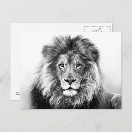 Carte Postale Design Lion (Devant / Derrière)