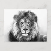 Carte Postale Design Lion (Devant)