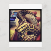 Carte Postale Design photo en python pour bébé birman Hypo. (Devant)