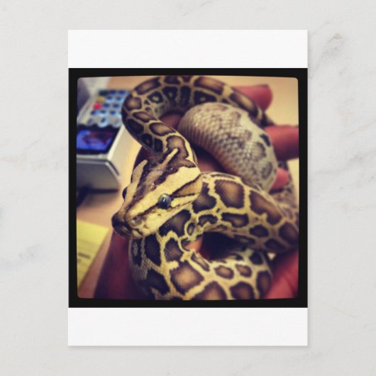 Carte Postale Design photo en python pour bébé birman Hypo. (Devant)