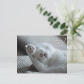 Carte Postale Désolé Excuses Chat Funny Paw Cute Animaux (Debout devant)