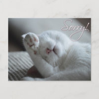 Désolé Excuses Chat Funny Paw Cute Animaux