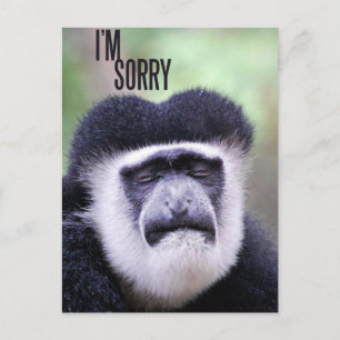 Carte Postale Désolé Monkey.