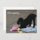 Carte Postale Désolé Poodle d'excuses (Devant / Derrière)