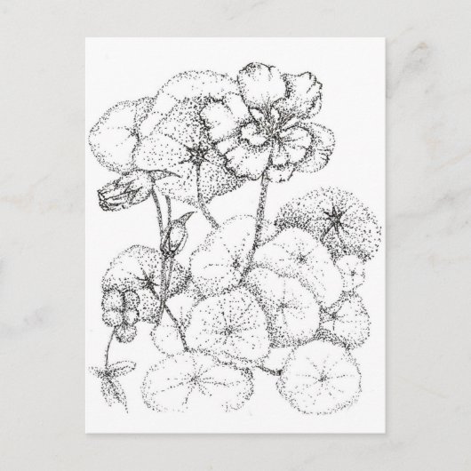Carte Postale Dessin à la plume et à l'encre de fleur de capucin (Devant)