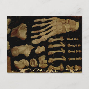 Carte Postale Dessin anatomique des os du pied