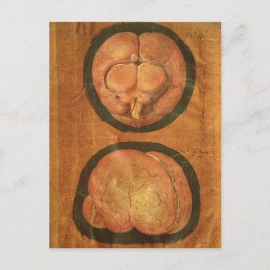 Carte Postale Dessin anatomique du cerveau humain (Devant)