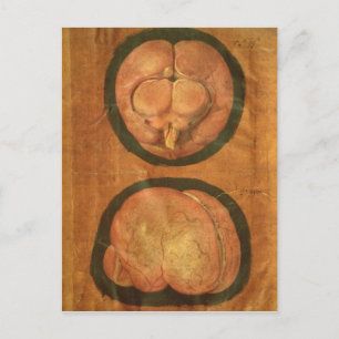 Carte Postale Dessin anatomique du cerveau humain