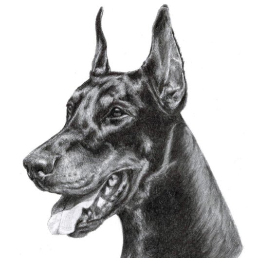 Carte Postale Dessin au crayon Doberman