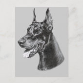 Carte Postale Dessin au crayon Doberman (Devant)