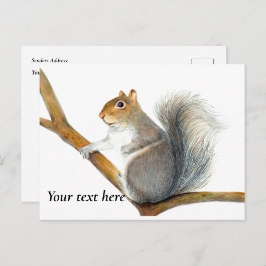 Carte Postale Dessin au crayon d'un écureuil gris (Devant / Derrière)