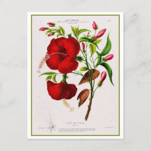 Carte Postale Dessin botanique à fleurs d'Hibiscus rouge
