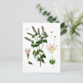 Carte Postale Dessin botanique de menthe verte (Debout devant)