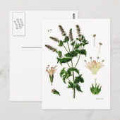 Carte Postale Dessin botanique de menthe verte (Devant / Derrière)