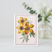 Carte Postale Dessin botanique jaune Hibiscus (Debout devant)