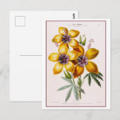Carte Postale Dessin botanique jaune Hibiscus (Devant / Derrière)