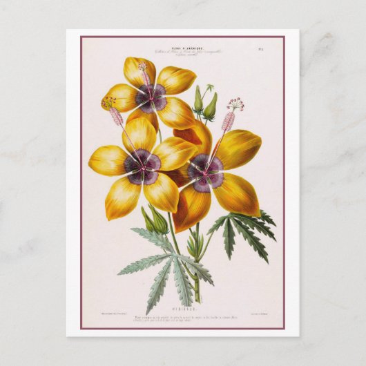 Carte Postale Dessin botanique jaune Hibiscus (Devant)