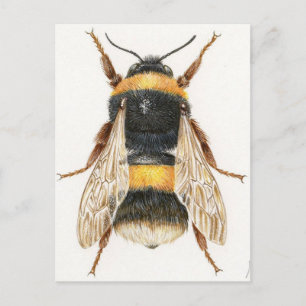 Carte Postale Dessin bourdon