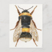 Carte Postale Dessin bourdon (Devant)