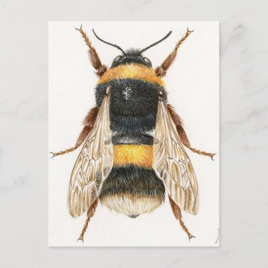 Carte Postale Dessin bourdon Briefkaart (Voorkant)