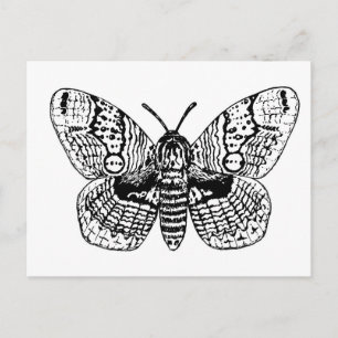 Carte Postale Dessin Brahmin moth