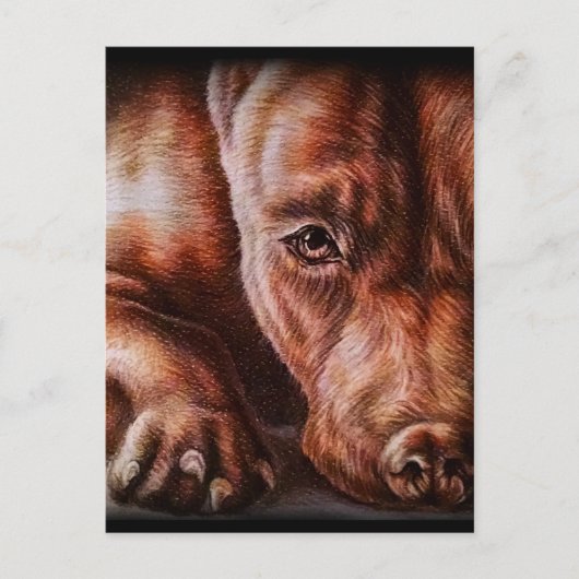 Carte Postale Dessin Brown de visage de pitbull de chien de (Devant)