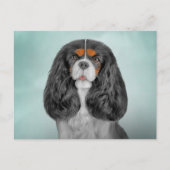 Carte Postale Dessin Chien Cavalier King Charles Spaniel (Devant)