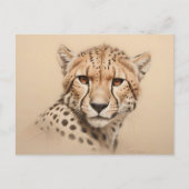 Carte Postale Dessin d'anniversaire de tête de guépard (Devant)