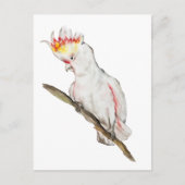 Carte Postale Dessin d'aquarelle d'un perroquet de cacatoès (Devant)