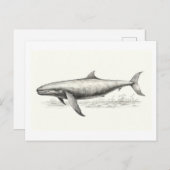Carte Postale Dessin de baleines (Devant / Derrière)