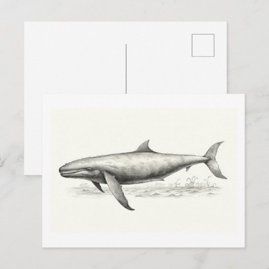 Carte Postale Dessin de baleines (Devant / Derrière)